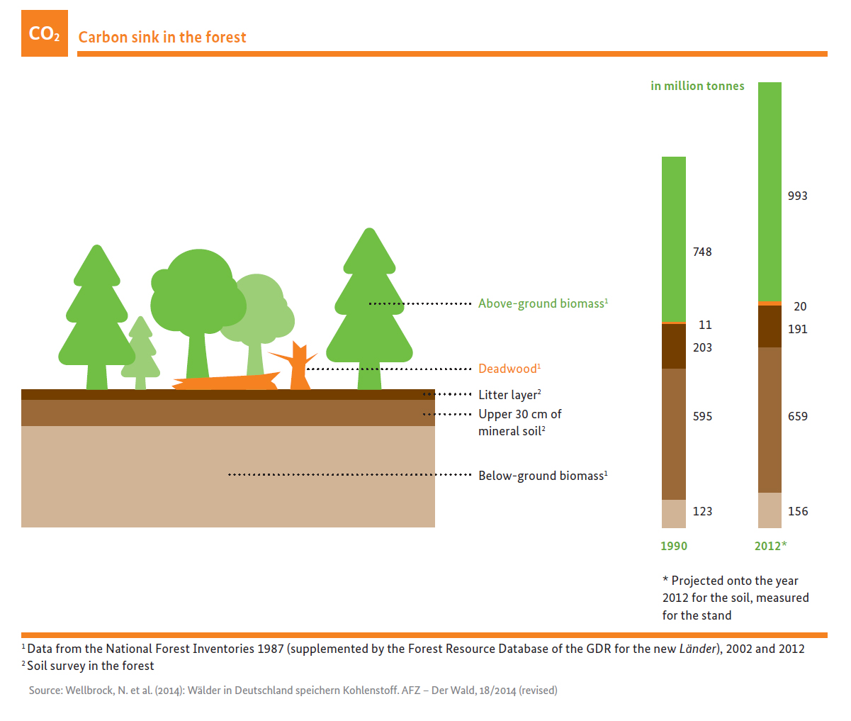 Carbon sink in the forest