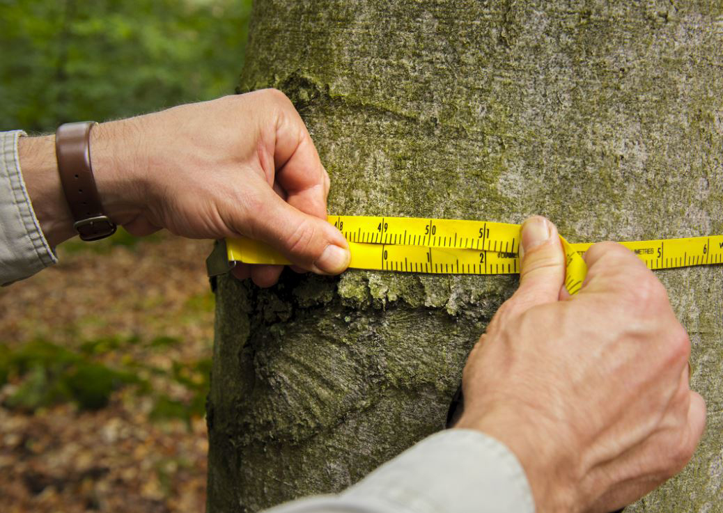 Ein Meter-Maß wird um einen Baum gelegt
