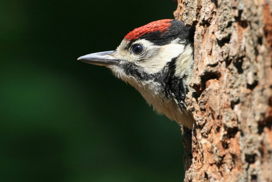 Young great spotted woodpecker in a tree cavity
