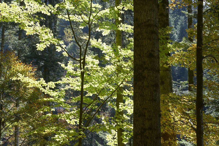 Emmental plenter forest with beech and spruce