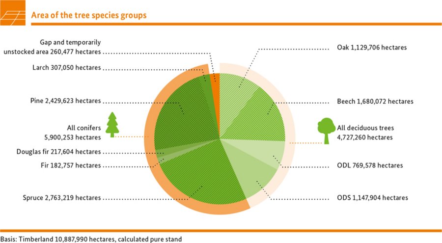 Area of the tree species groups