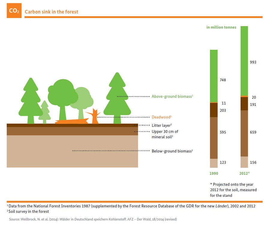 Carbon sink in the forest